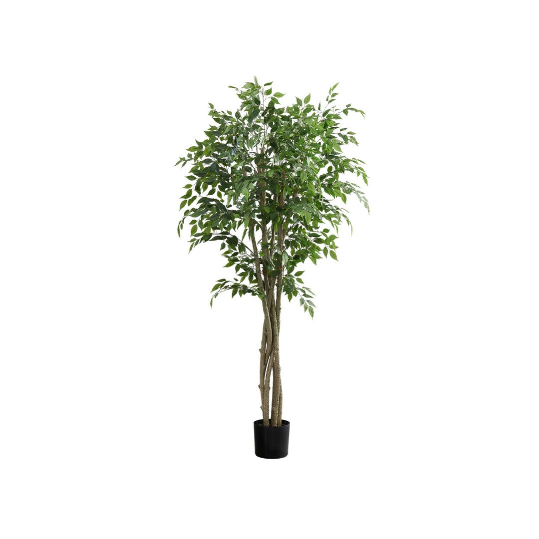 Ficus Tree - 79"H / Indoor