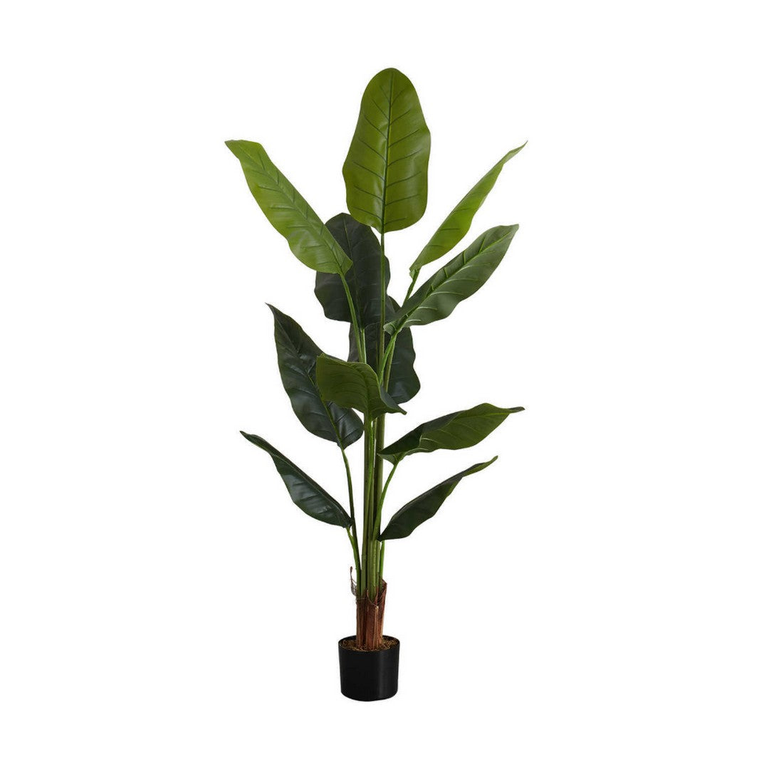 Strelitzia - 59"H / Indoor