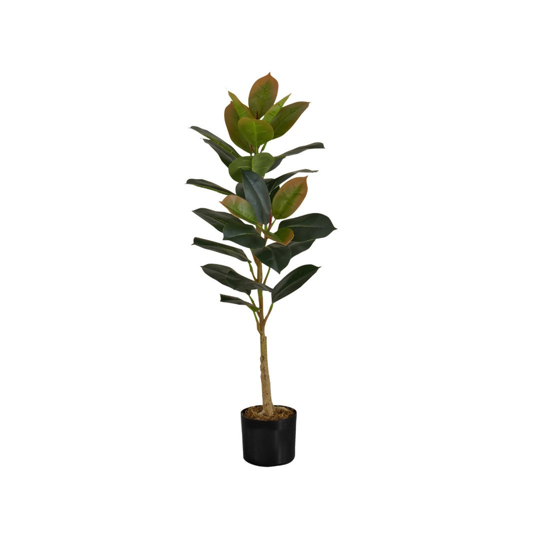 Rubber Tree - 40"H / Indoor