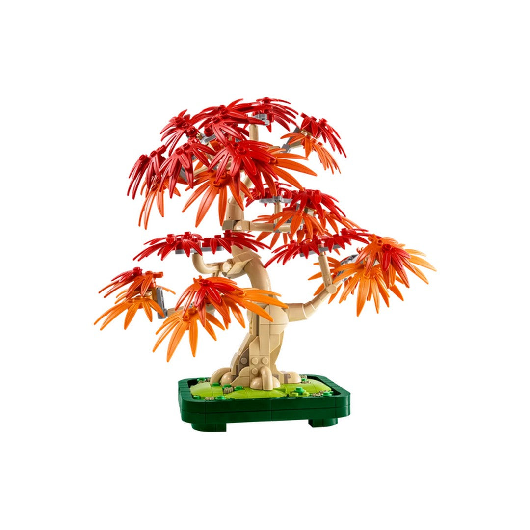 Japanese Red Maple Bonsai Tree
