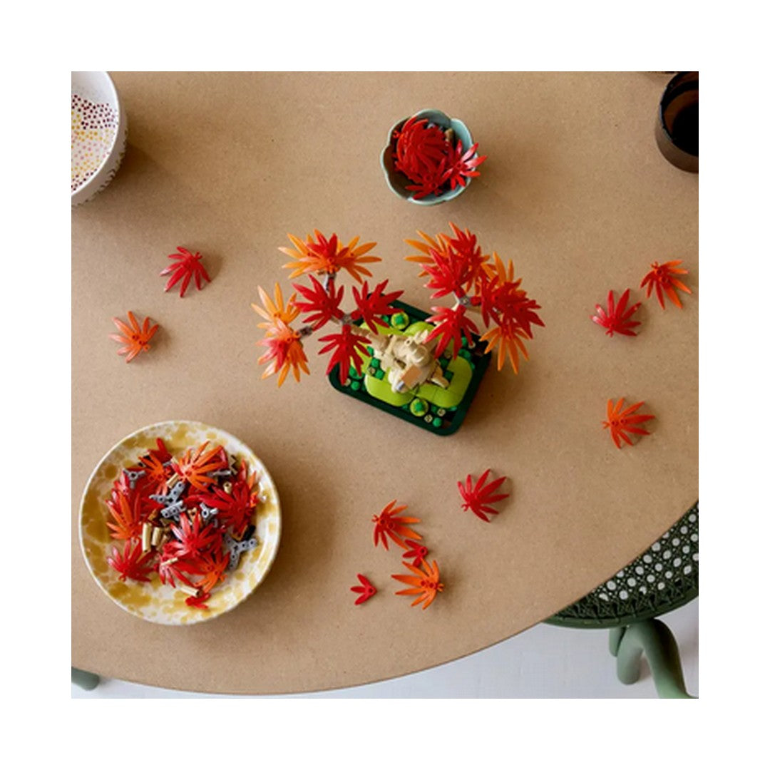 Japanese Red Maple Bonsai Tree