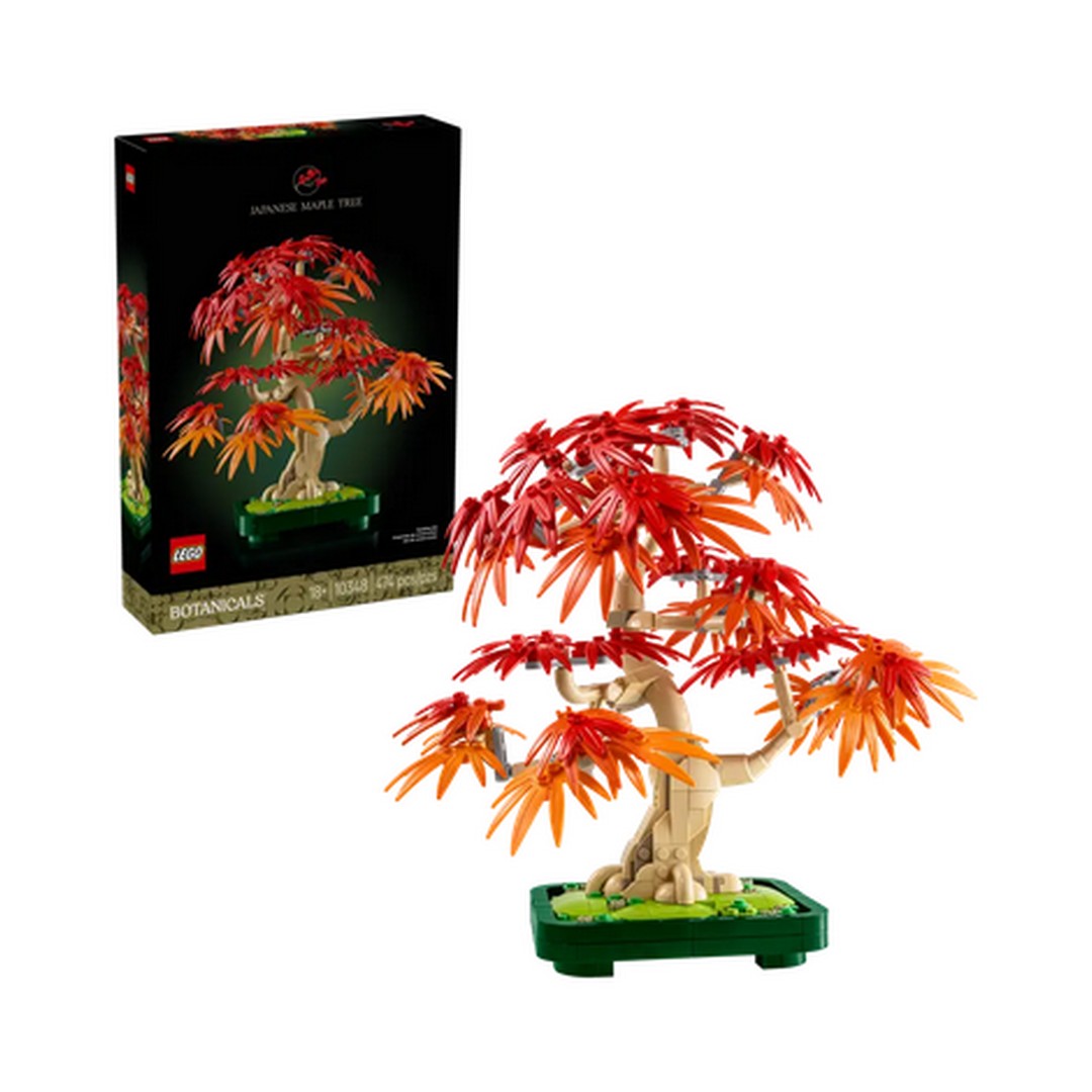 Japanese Red Maple Bonsai Tree