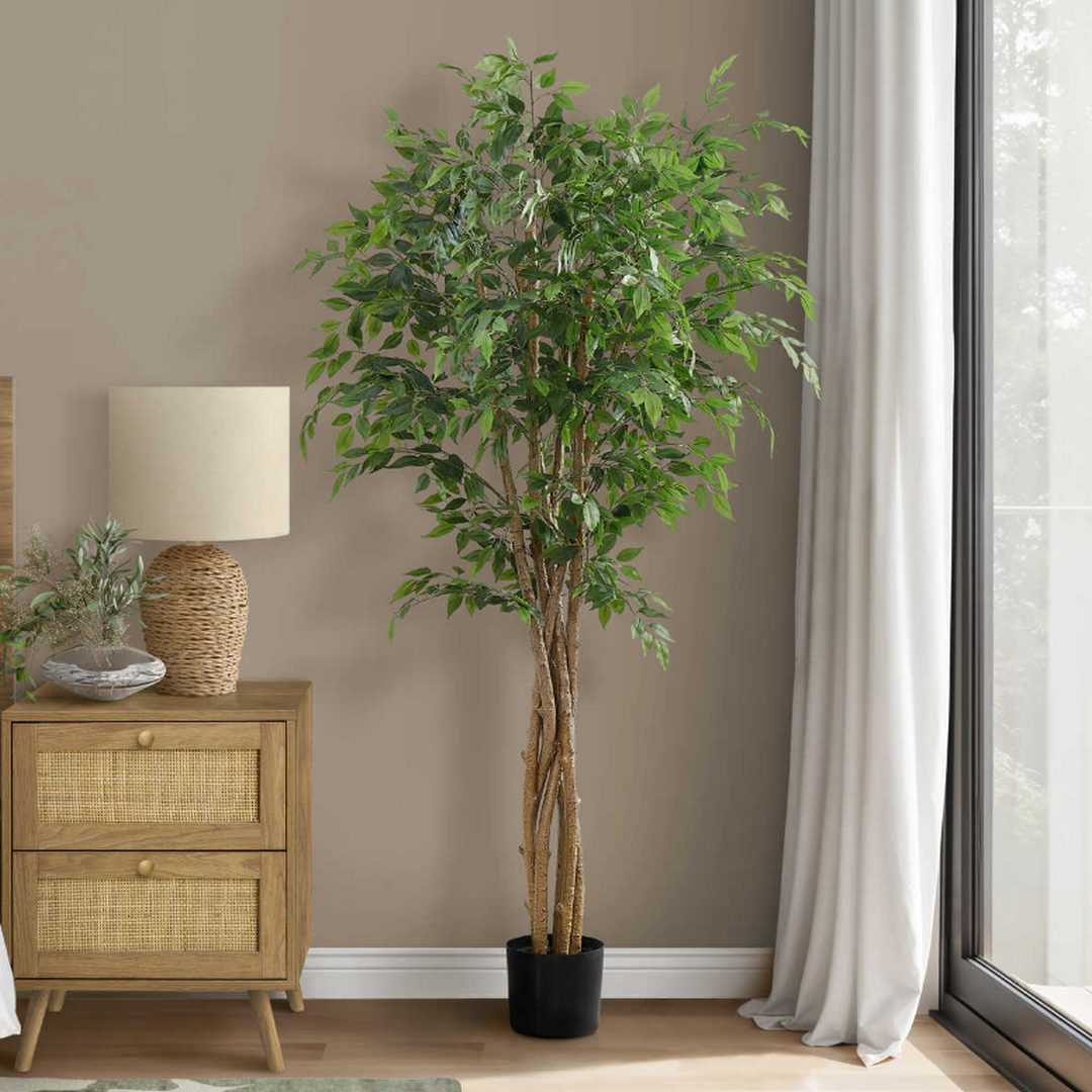Ficus Tree - 79"H / Indoor