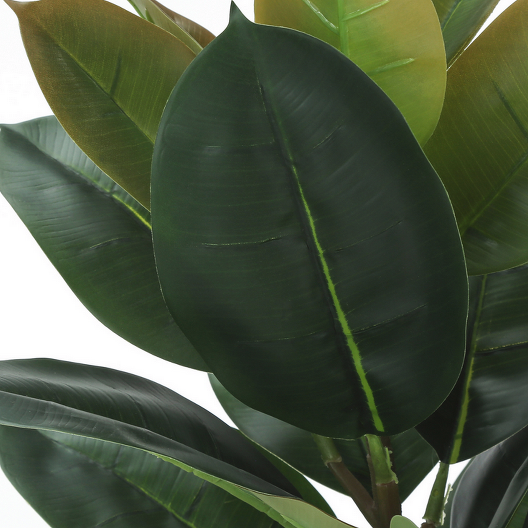 Rubber Tree - 40"H / Indoor
