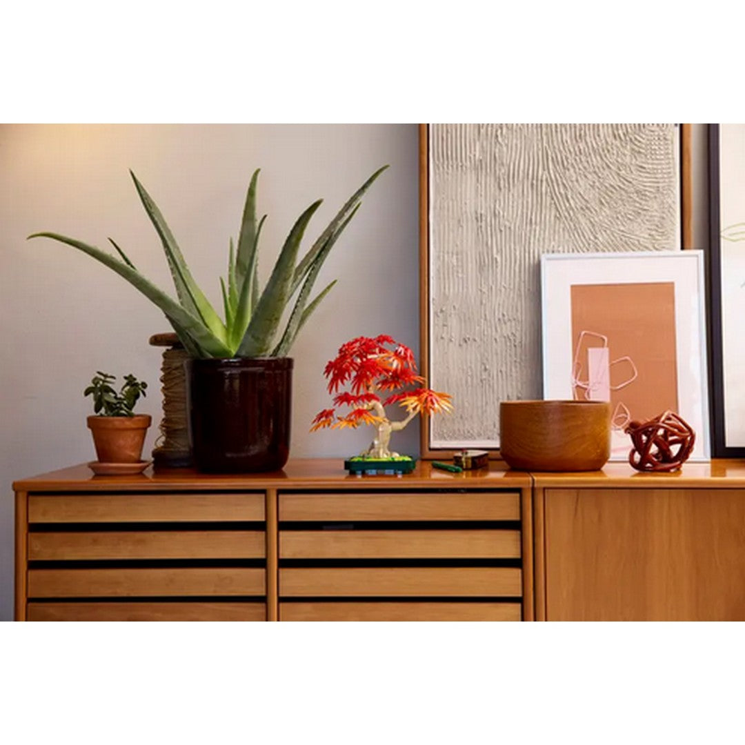 Japanese Red Maple Bonsai Tree