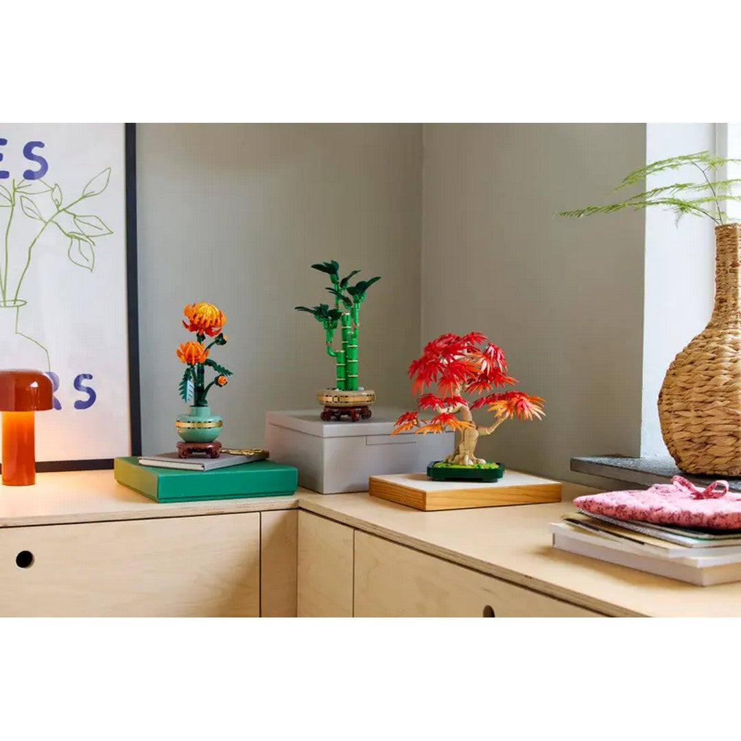 Japanese Red Maple Bonsai Tree