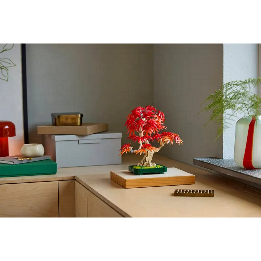 Japanese Red Maple Bonsai Tree