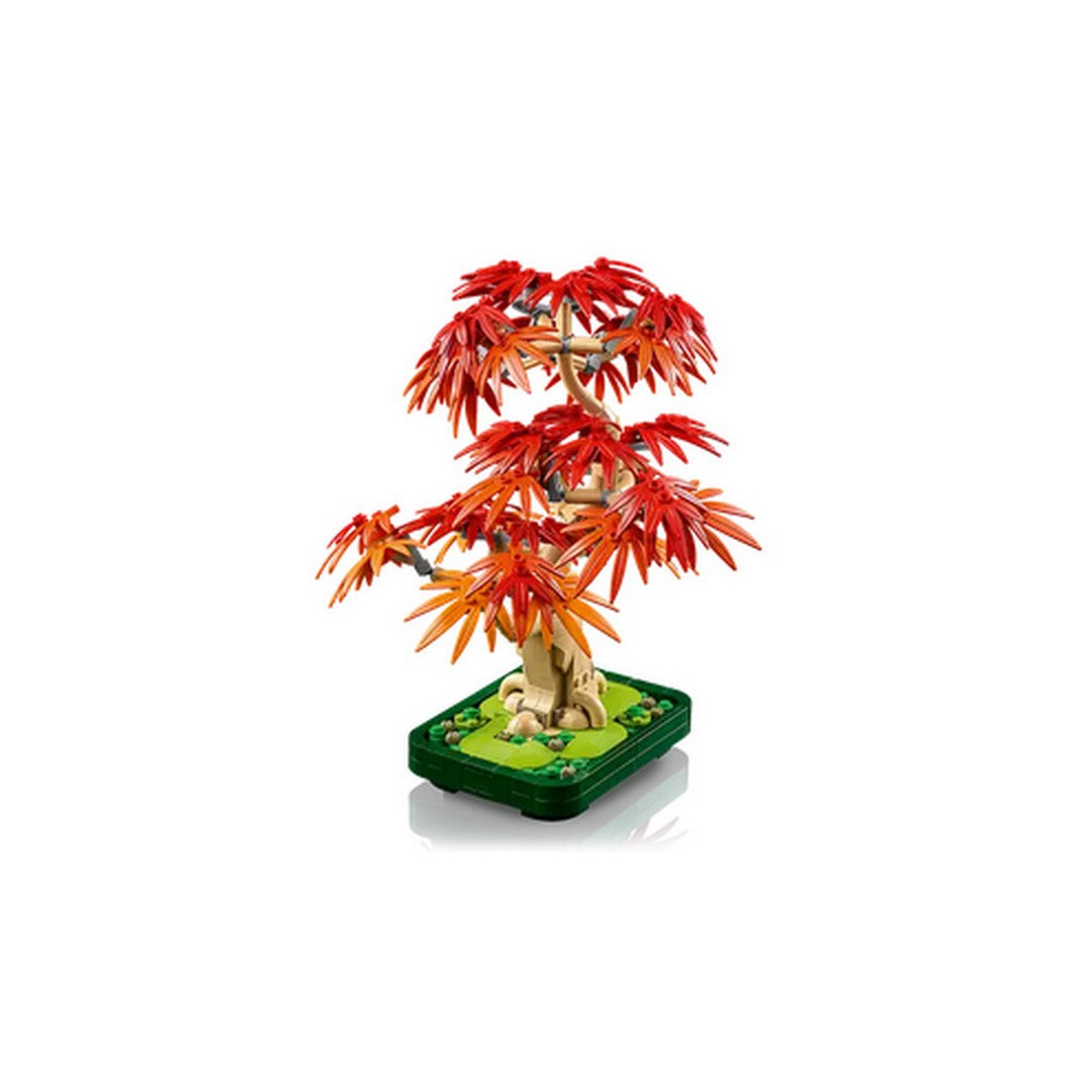 Japanese Red Maple Bonsai Tree