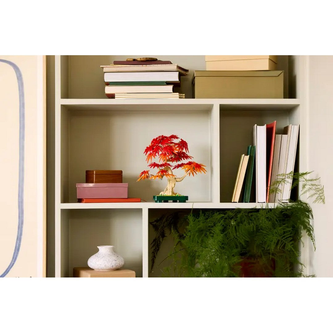 Japanese Red Maple Bonsai Tree