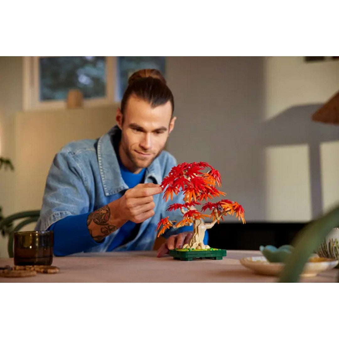 Japanese Red Maple Bonsai Tree