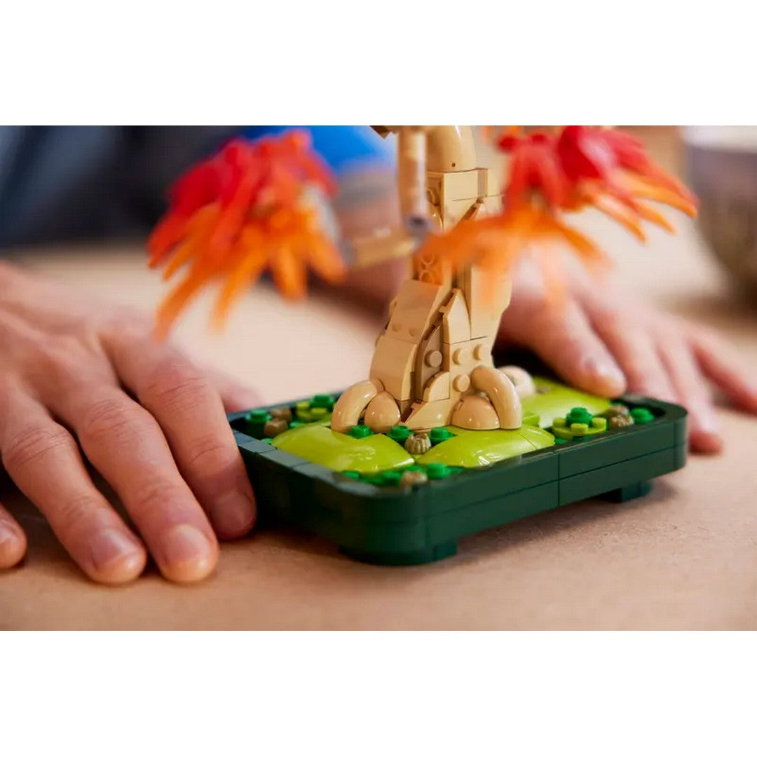 Japanese Red Maple Bonsai Tree