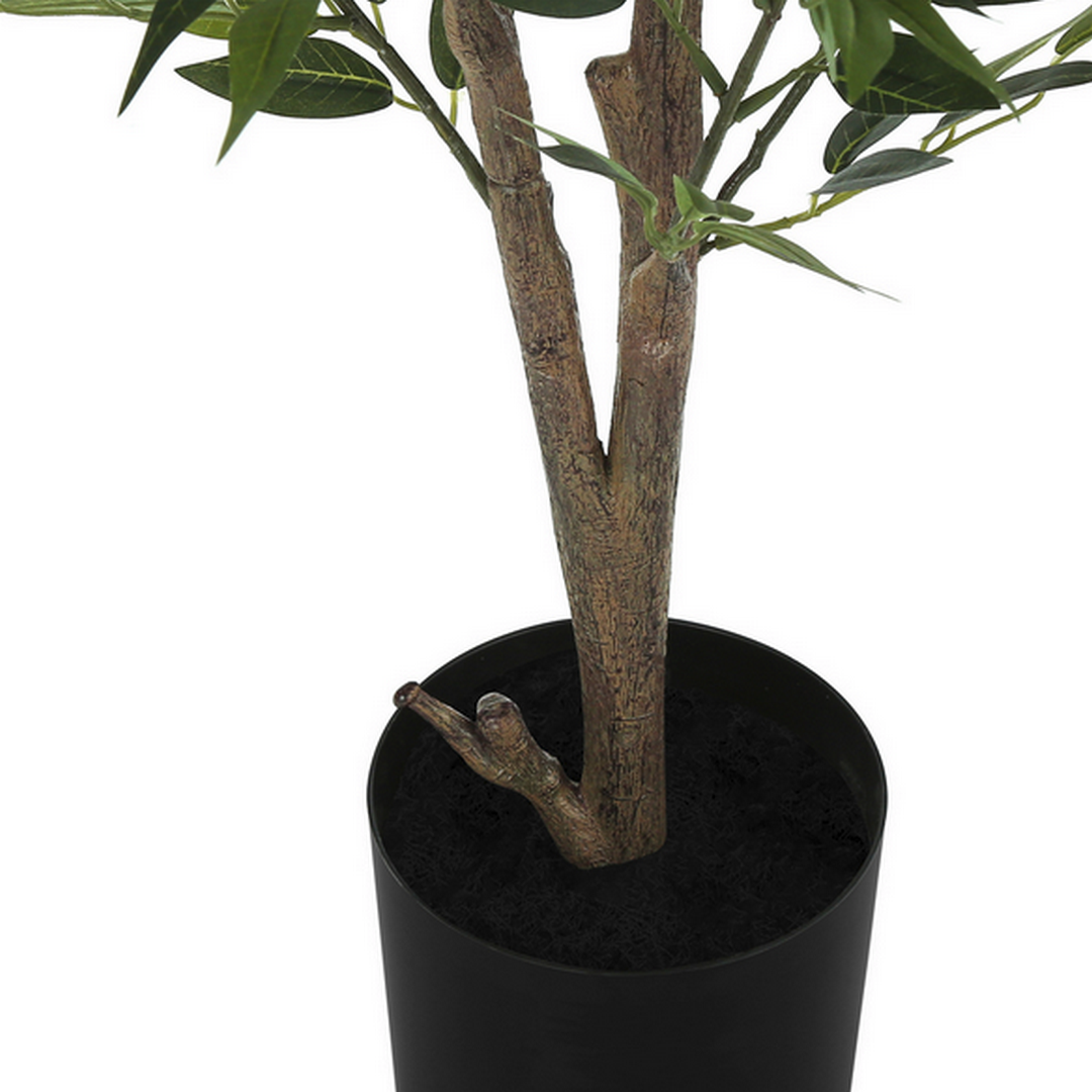 Acacia Tree - 47"H / Indoor
