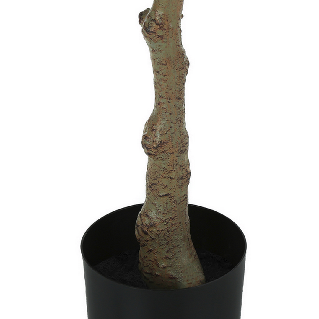 Eucalyptus - 46"H / Indoor