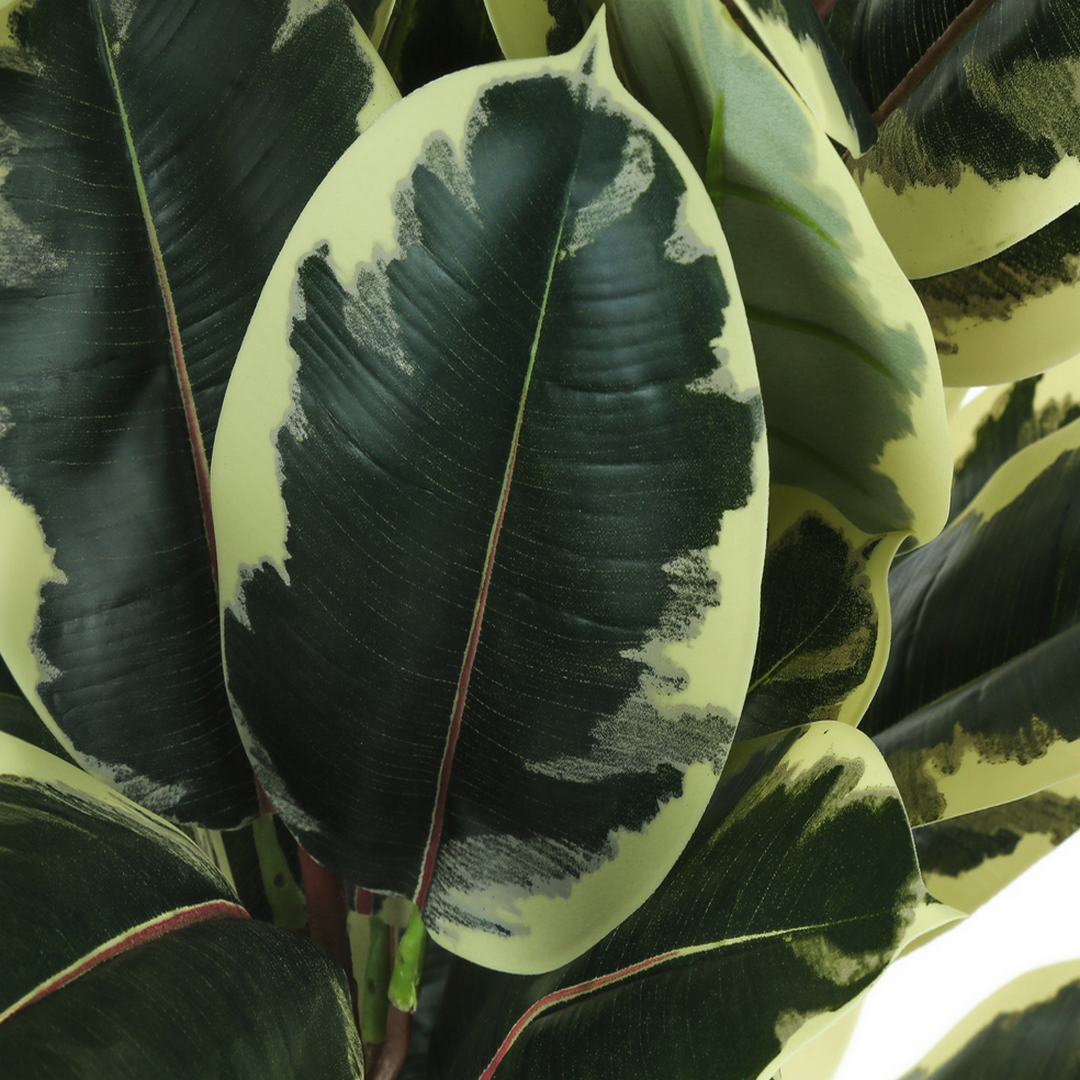 Indoor Oak Tree - 47"H / Indoor