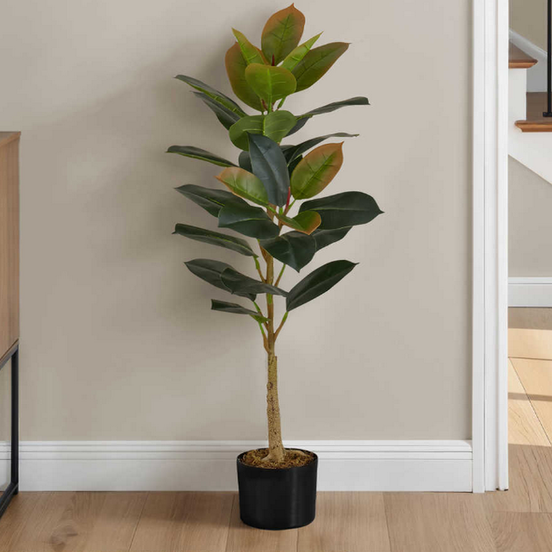 Rubber Tree - 40"H / Indoor