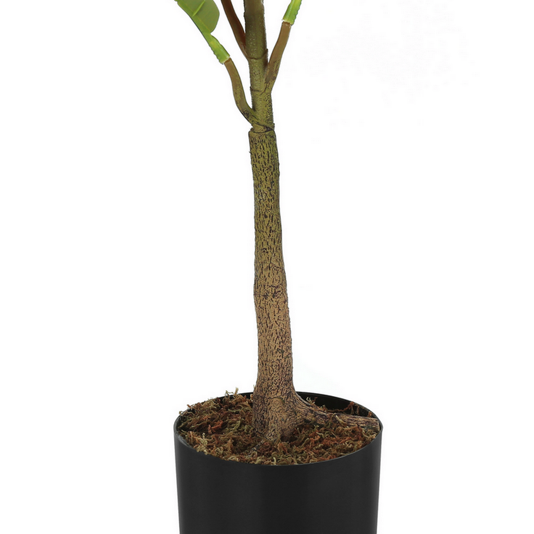 Rubber Tree - 40"H / Indoor