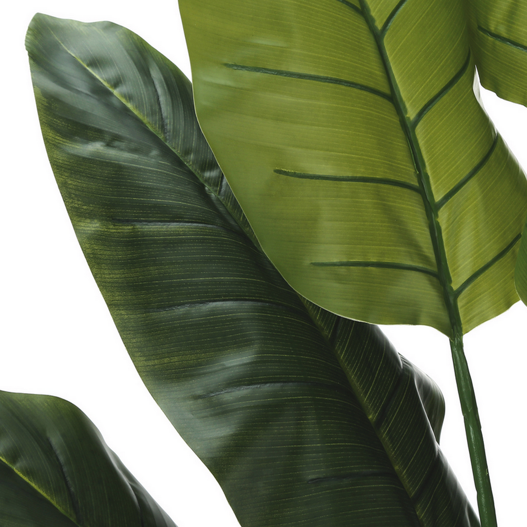 Strelitzia - 59"H / Indoor