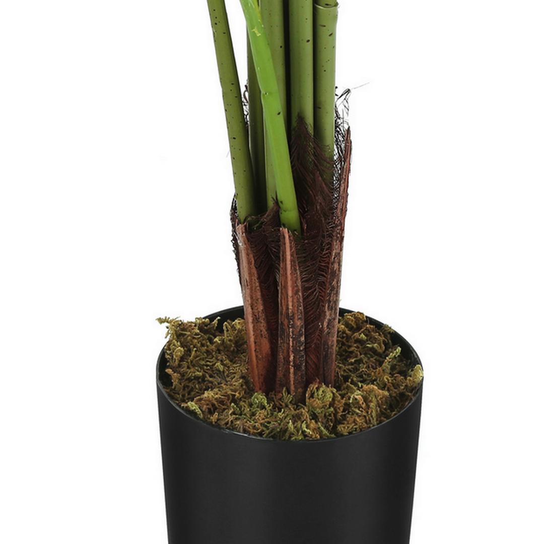 Strelitzia - 59"H / Indoor